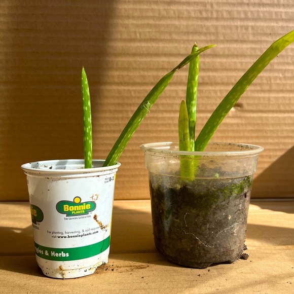 Aloe Vera (2, small) - Picture 1 of 2
